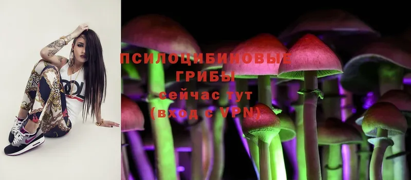 Псилоцибиновые грибы Cubensis  Бавлы 